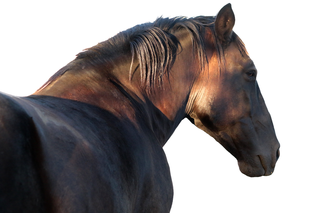 horse stallion profile free photo