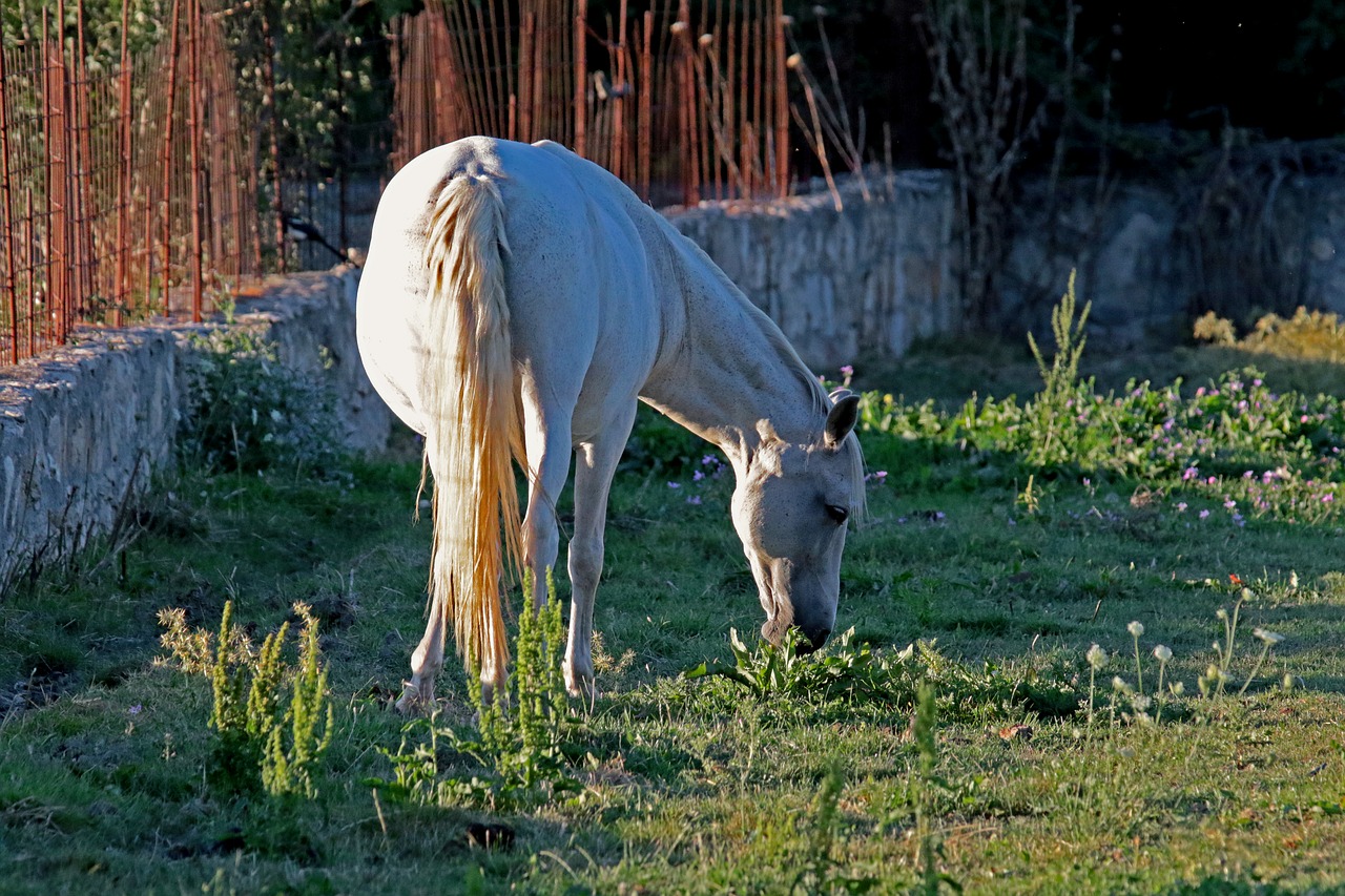 horse mare sunshine free photo