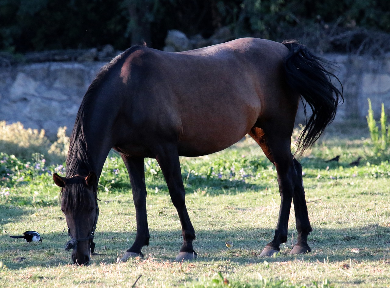 horse mare magpie free photo