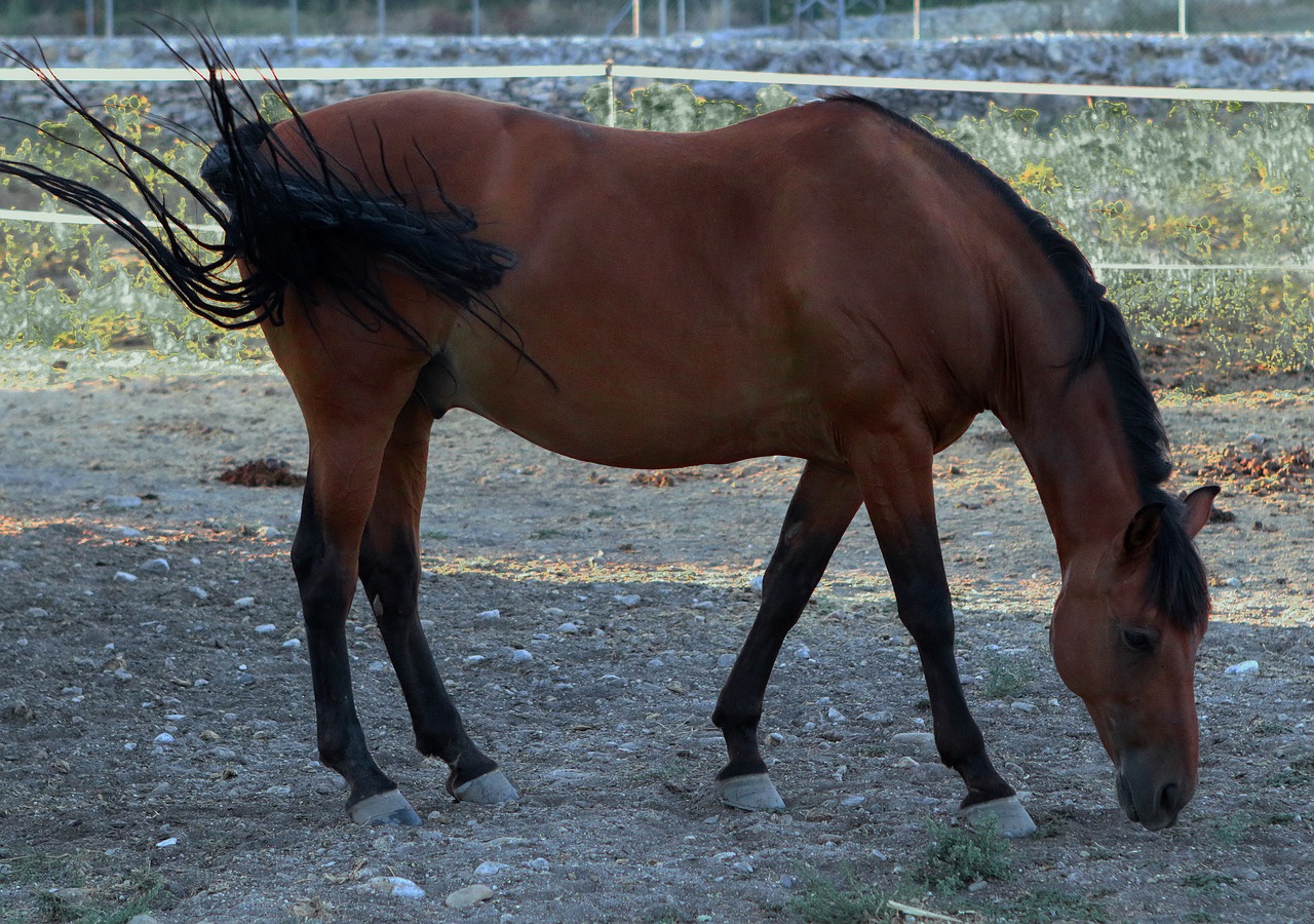 horse mare paddock free photo