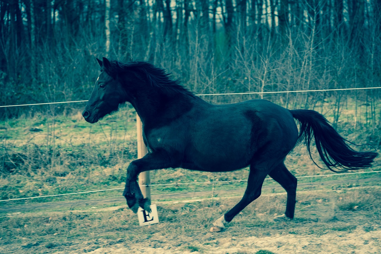 horse meadow coupling free photo