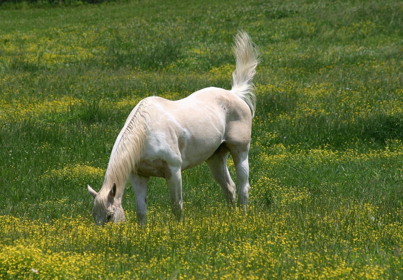 horse field graze free photo