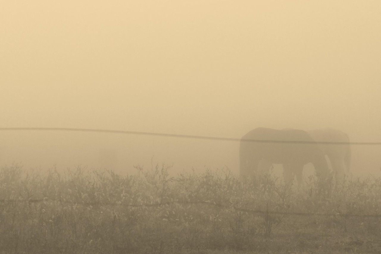 horse fog ghost free photo