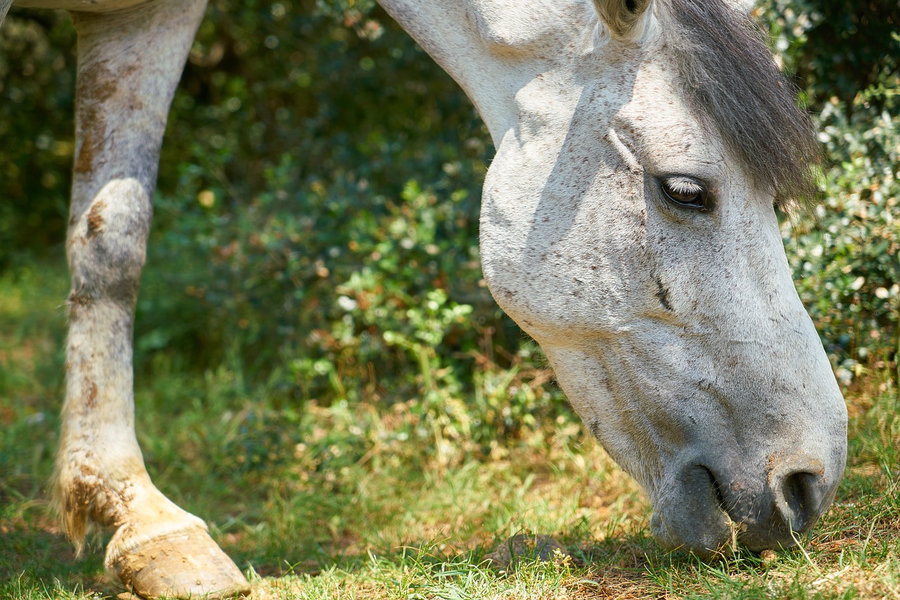 horse animal head free photo