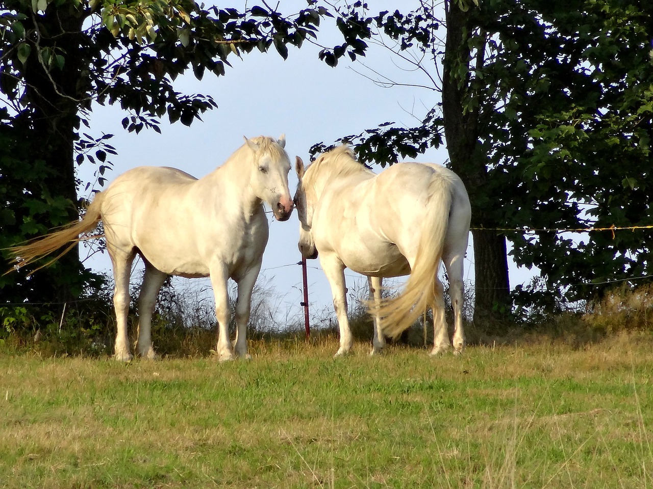 horse pasture trees free photo