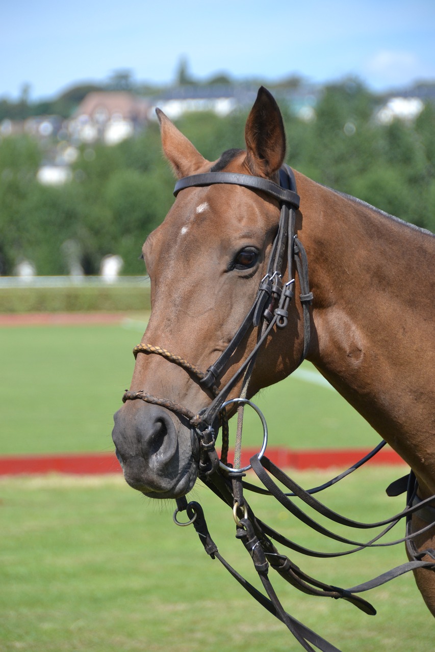 horse sport horseback riding free photo