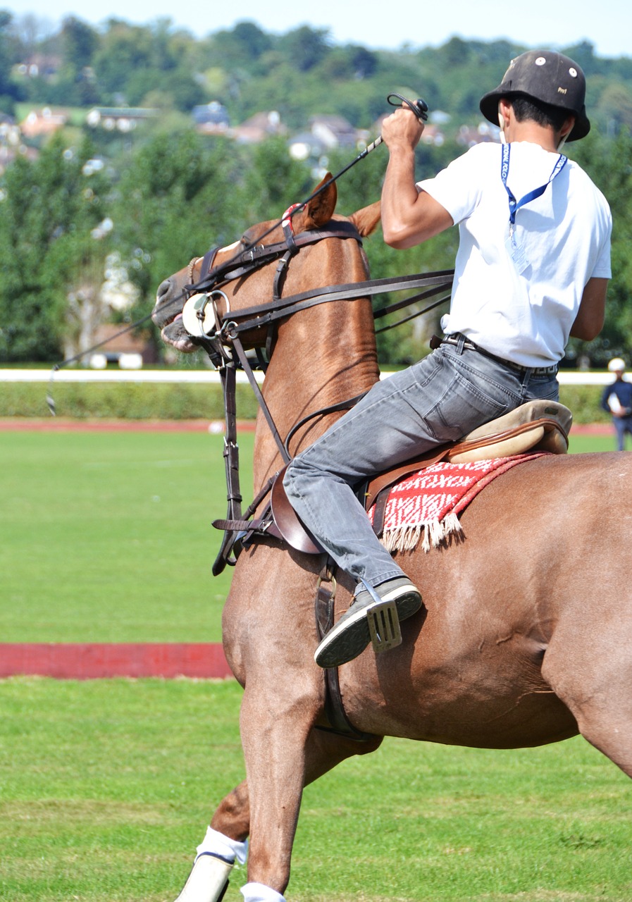 horse sport horseback riding free photo