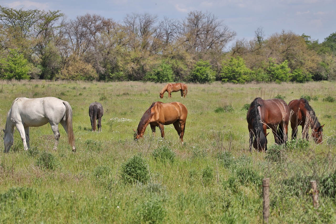 horse horses animal free photo