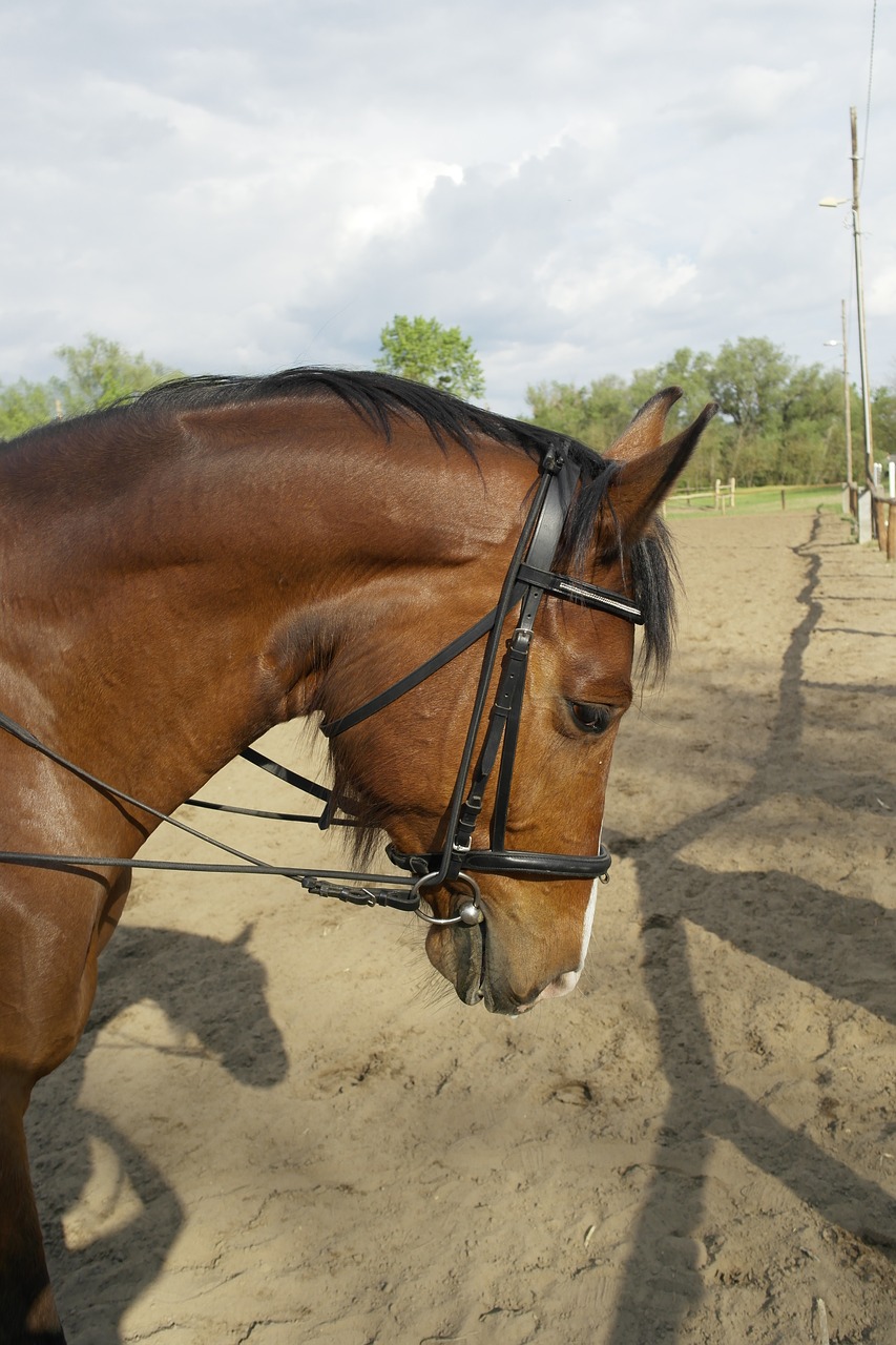 horse sportló horse riding free photo