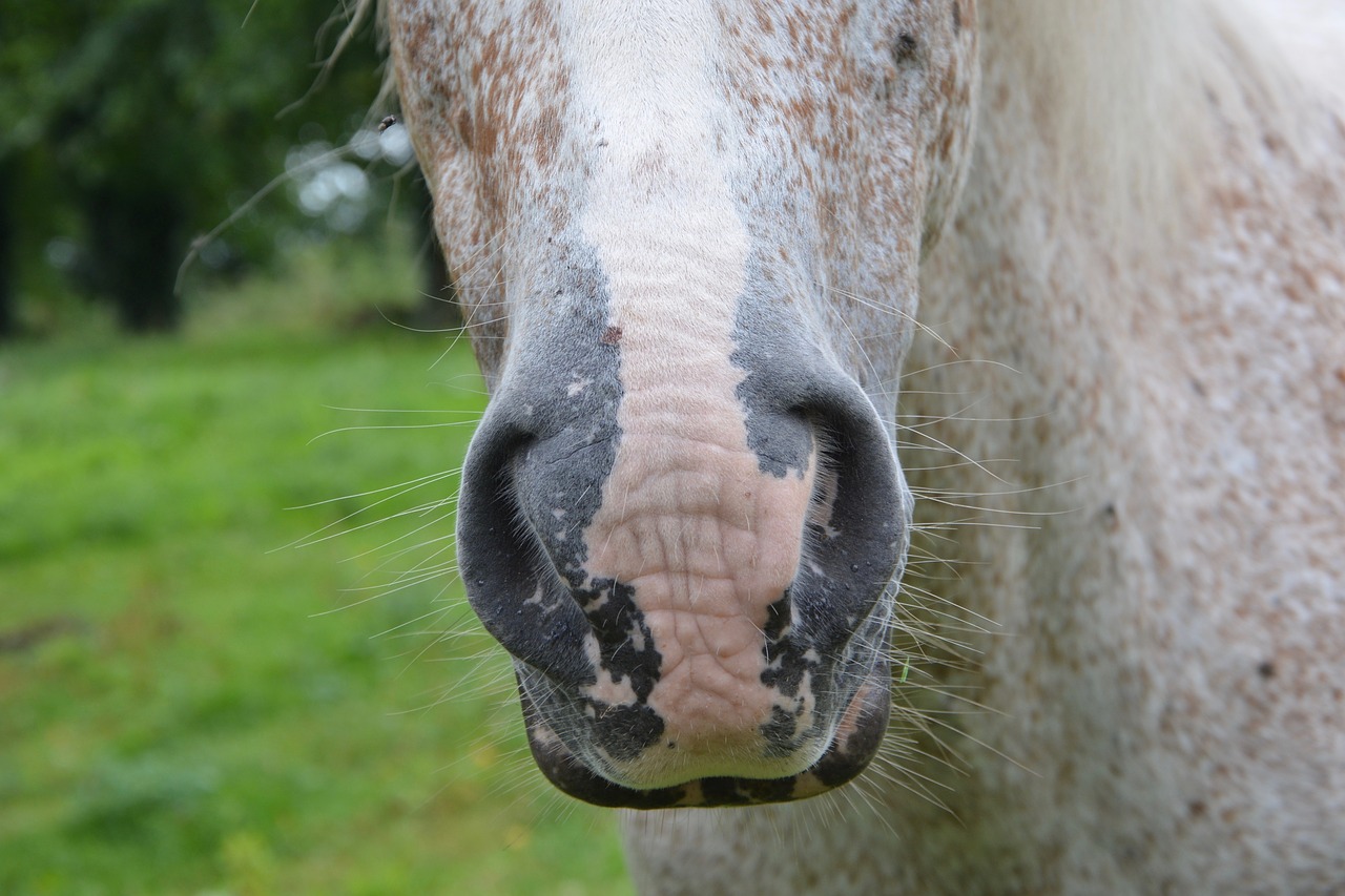 horse nostrils snout free photo