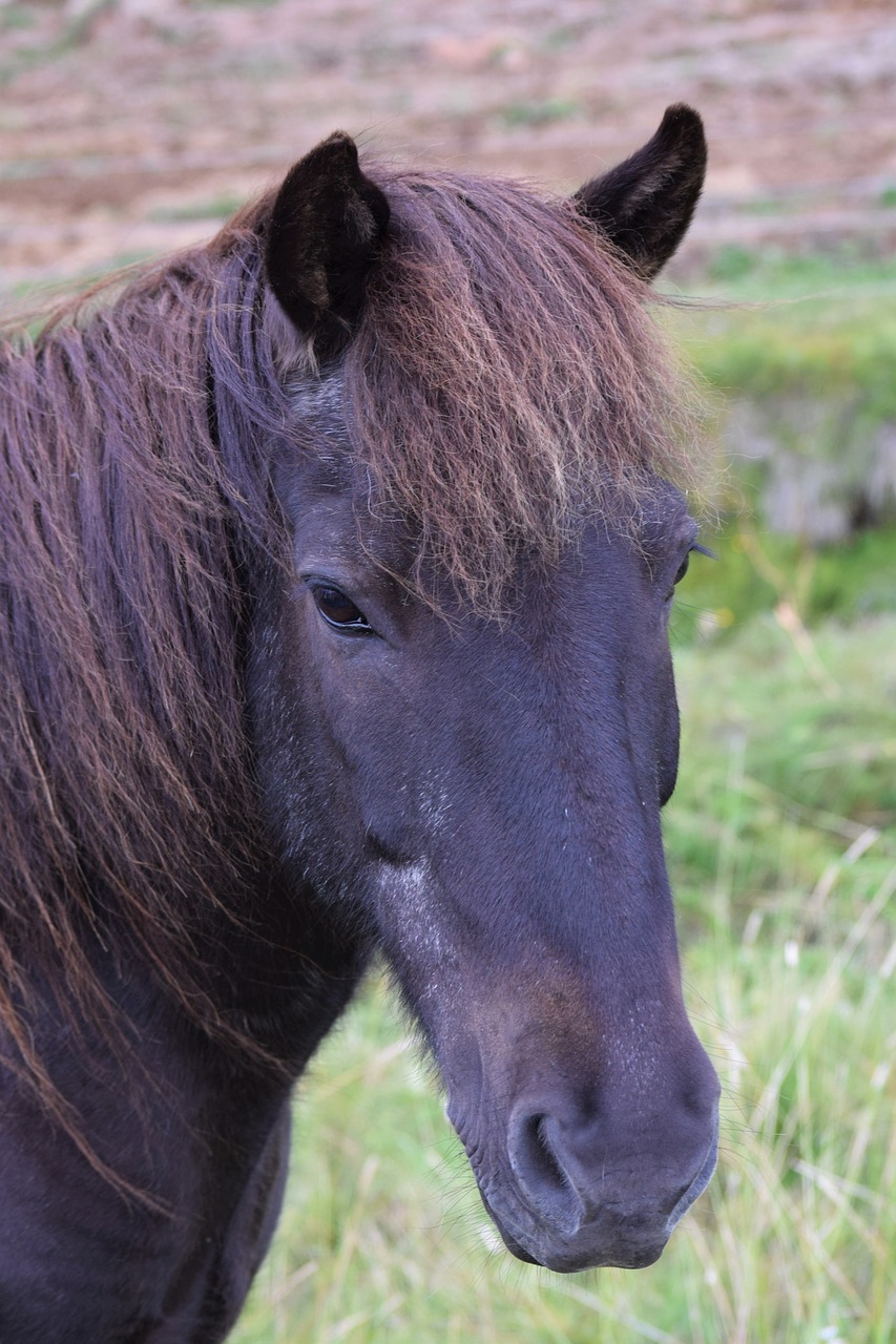 horse head black free photo