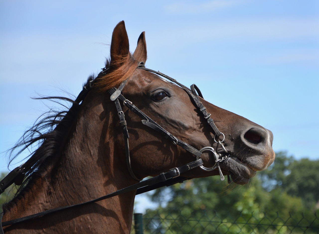 horse reins net free photo