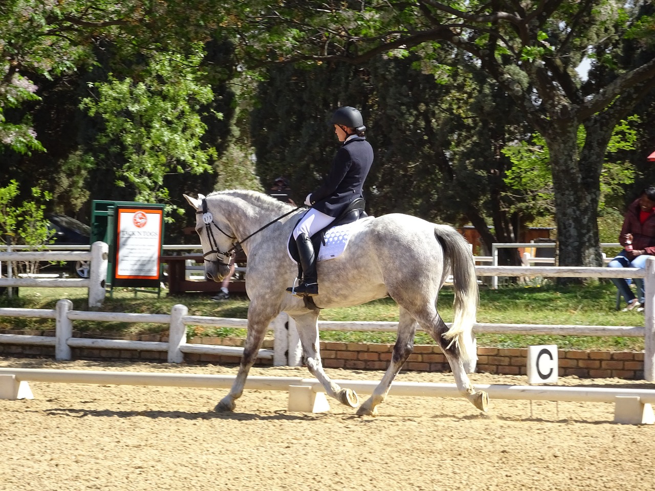 horse show extended trot free photo