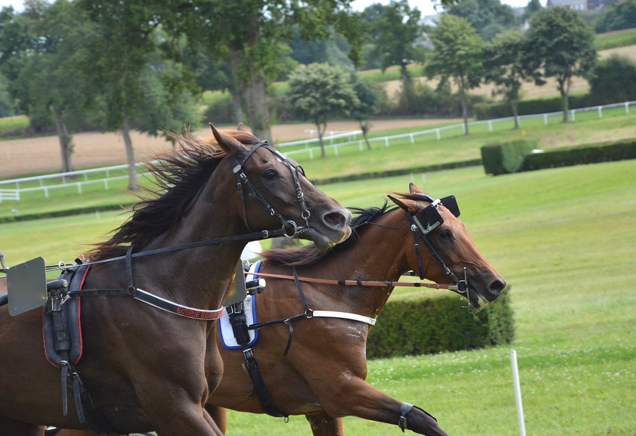 horse race horses dressage free photo