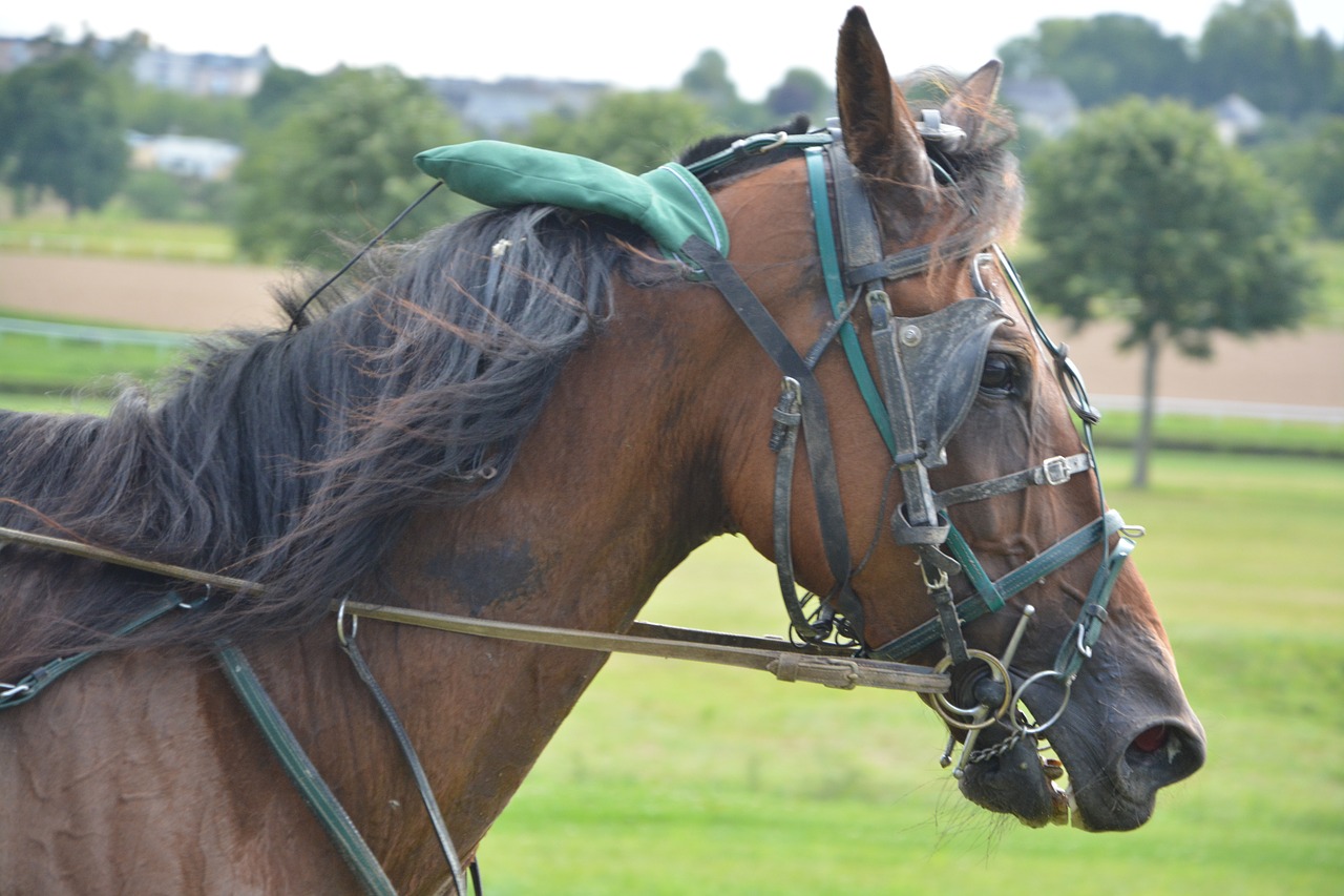 horse horse racing bonnet ears free photo