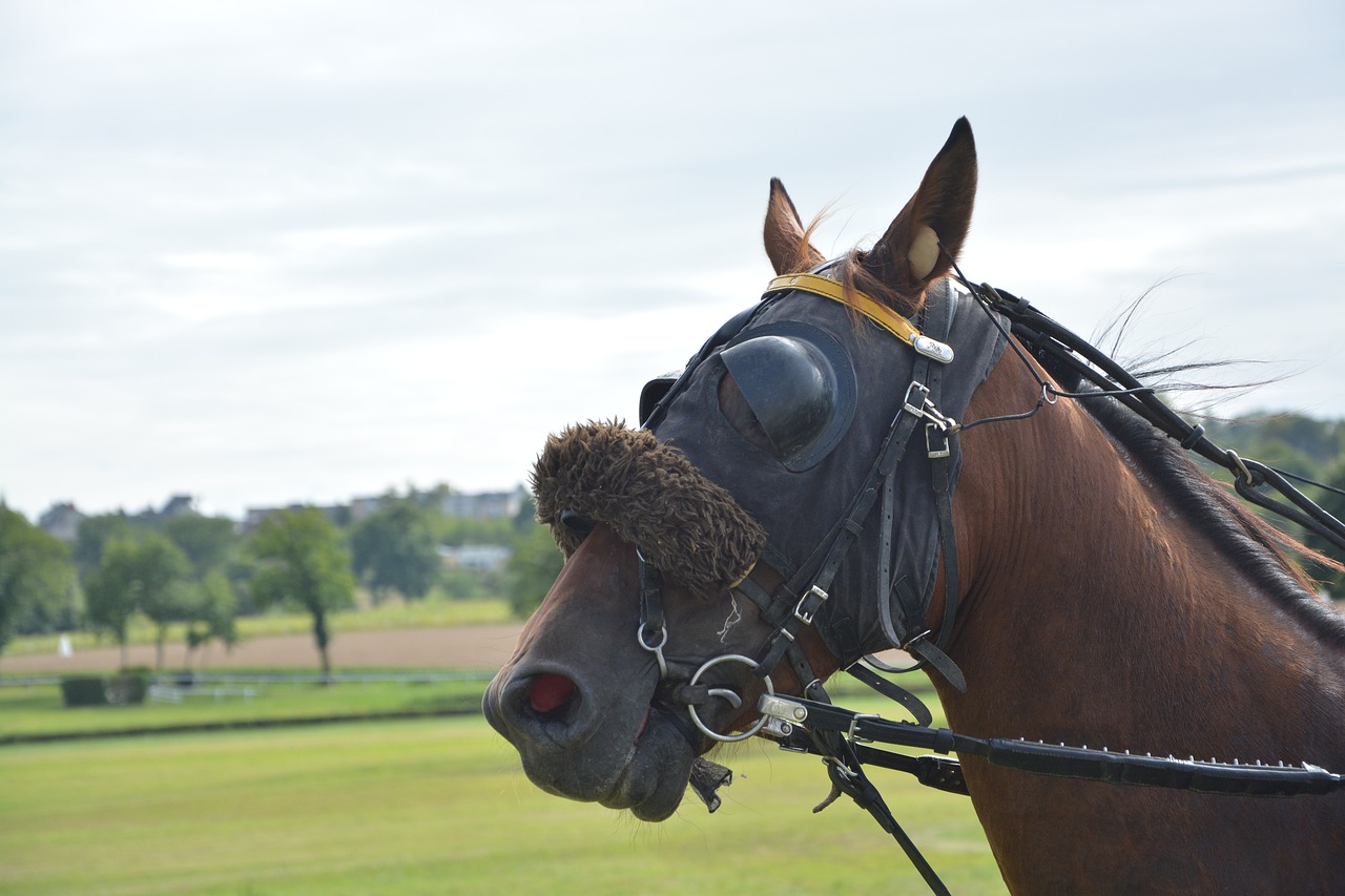 horse horse racing reins free photo