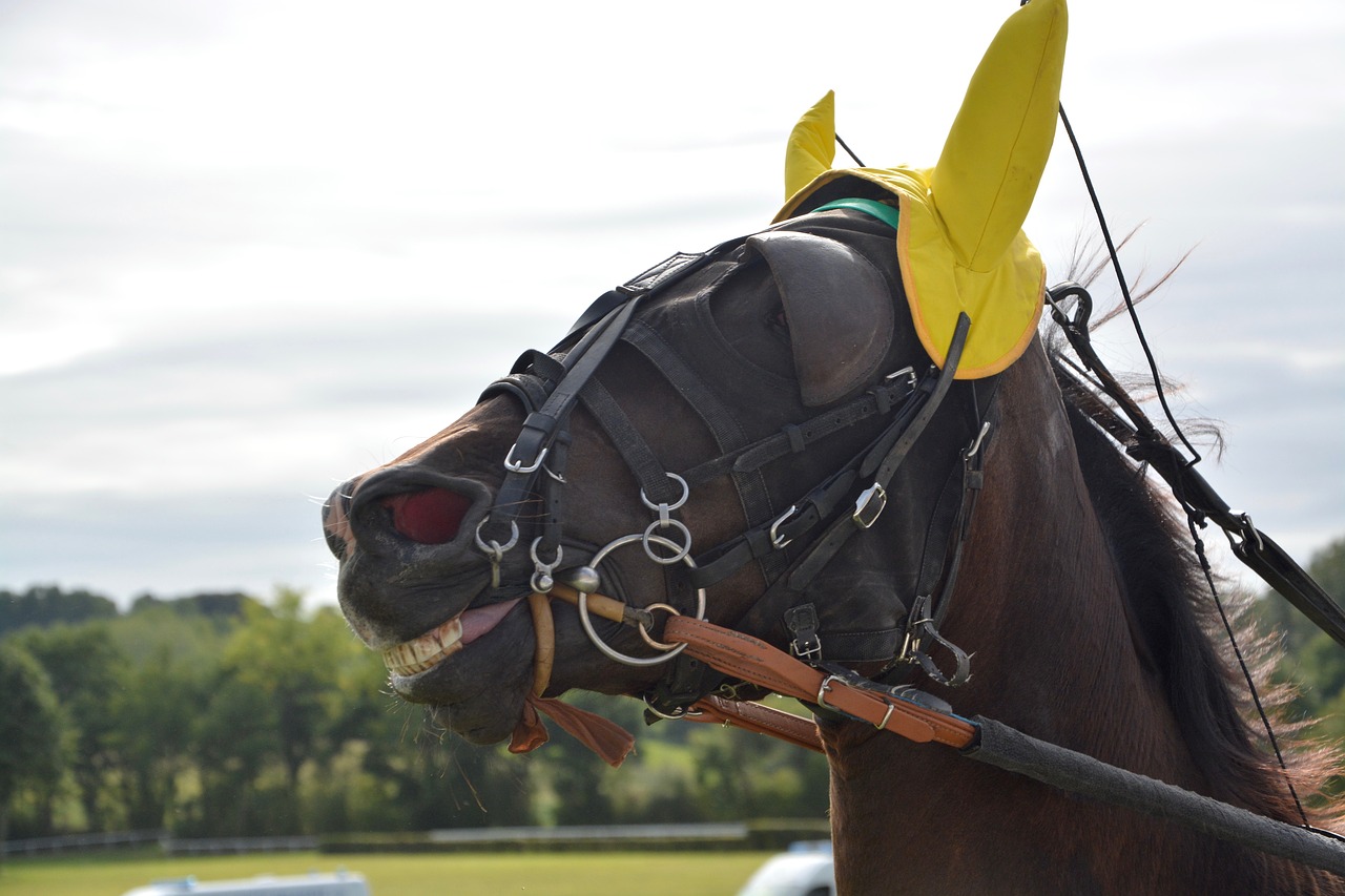 horse horse racing bonnet yellow free photo