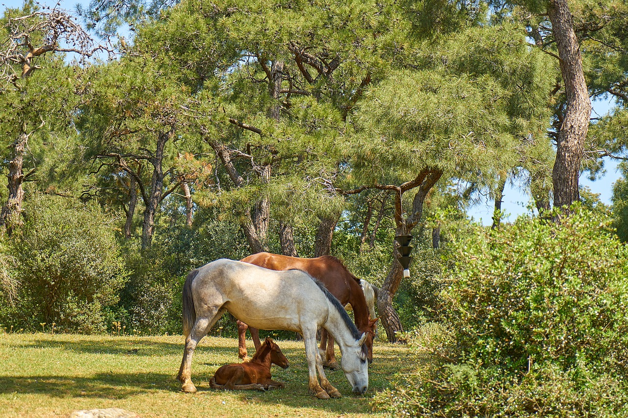 horse nature animal free photo