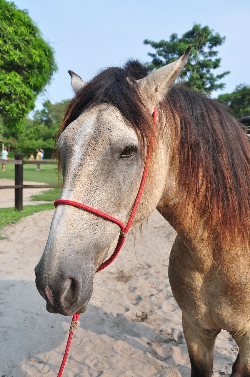 horse mammal mount free photo