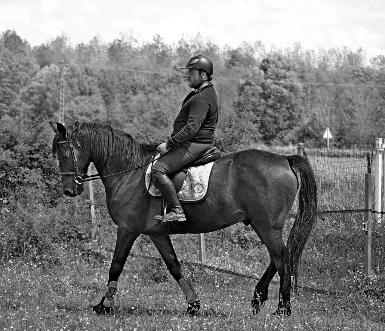 horse animal equestrian free photo