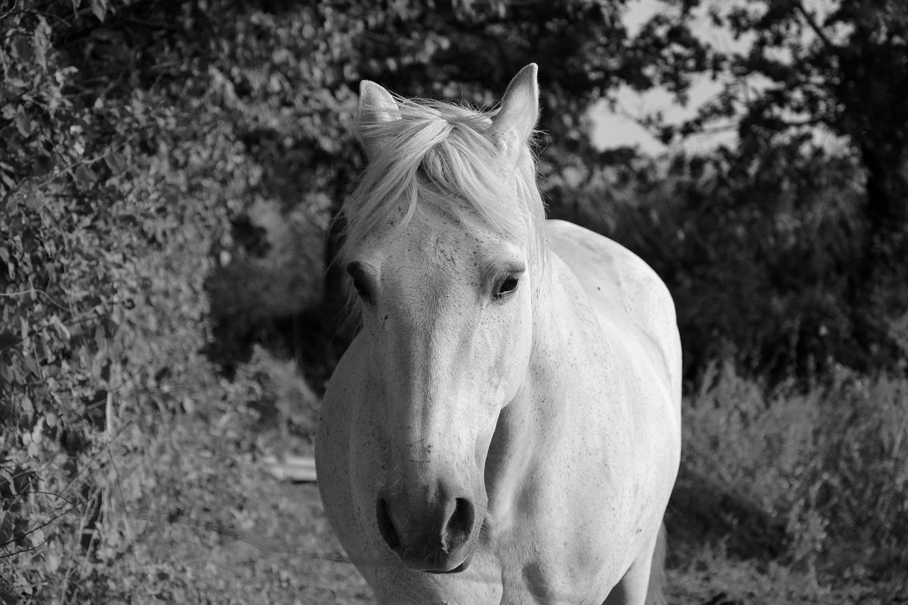 horse head face eyes free photo