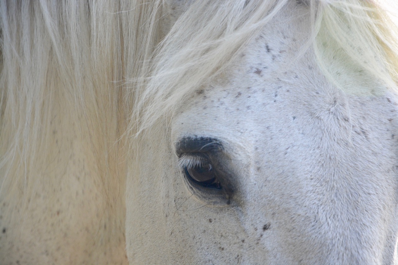 horse color white eye free photo
