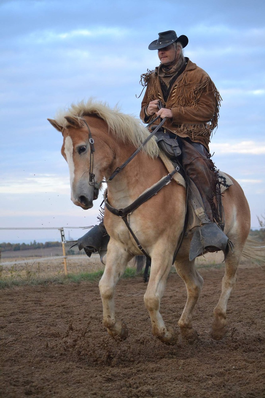 horse haflinger animal free photo