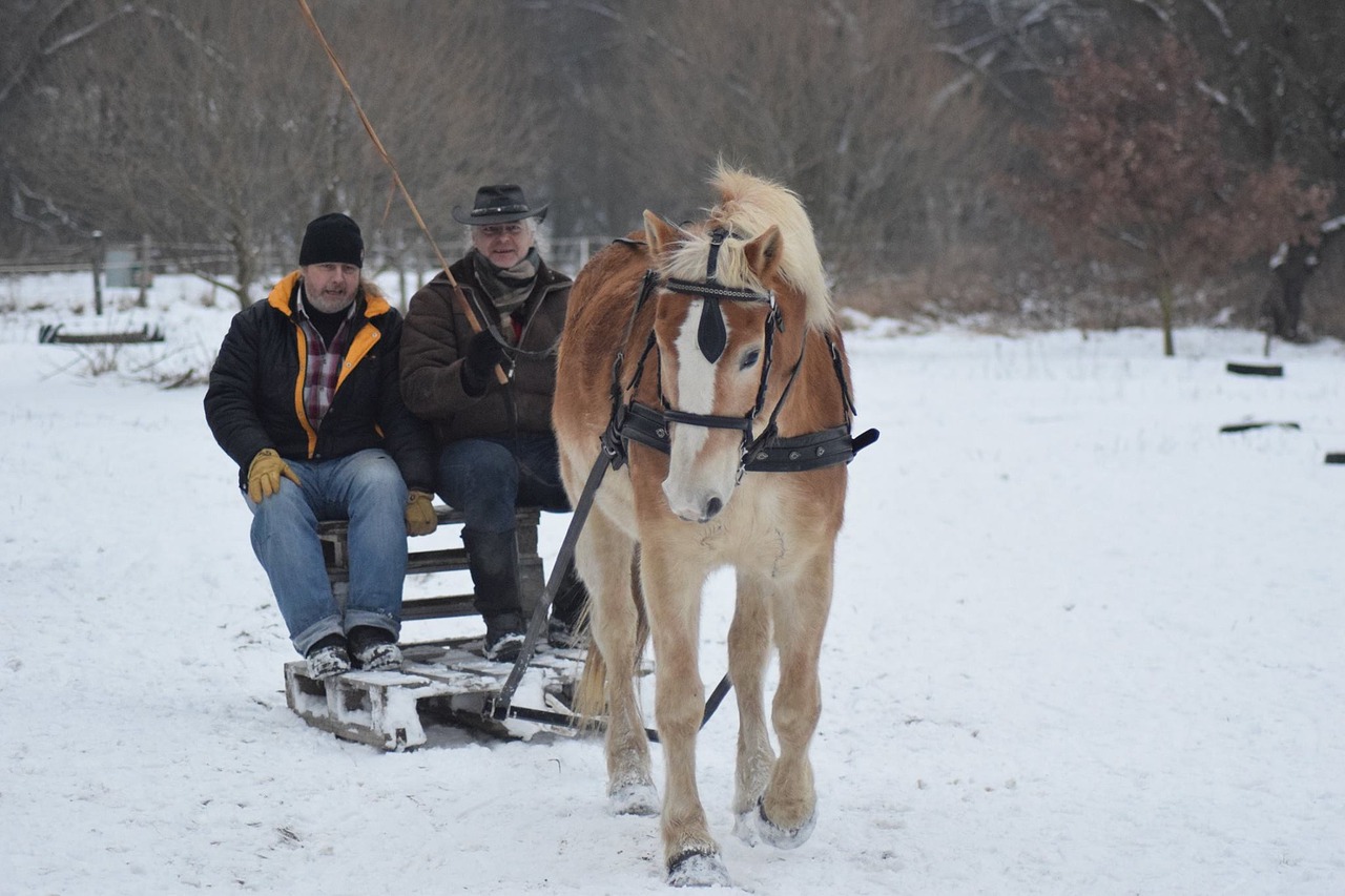 horse haflinger people free photo