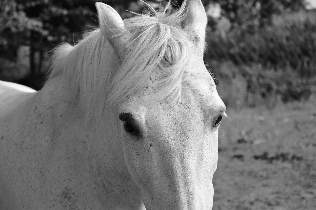 horse white head free photo