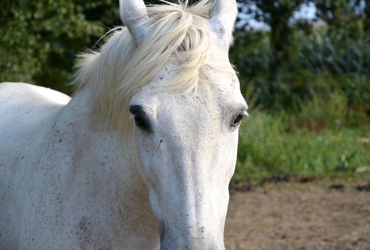 horse head face free photo