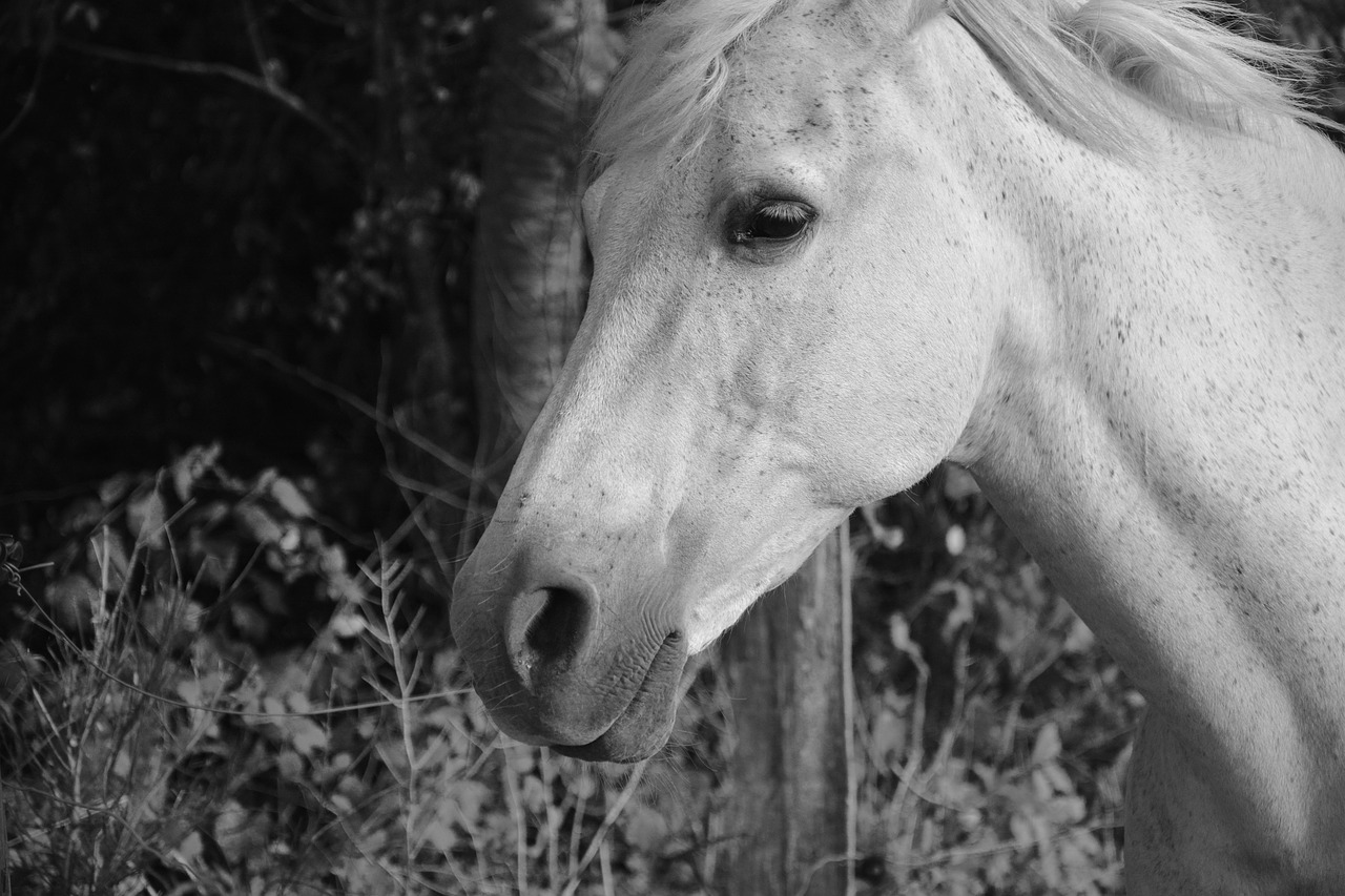 horse nostril eye free photo