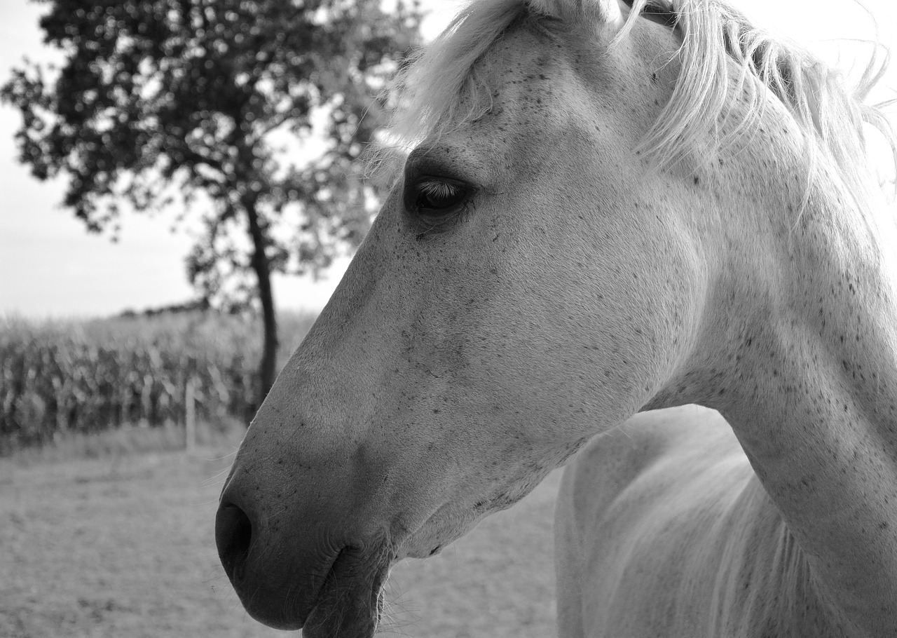horse profile head eye free photo