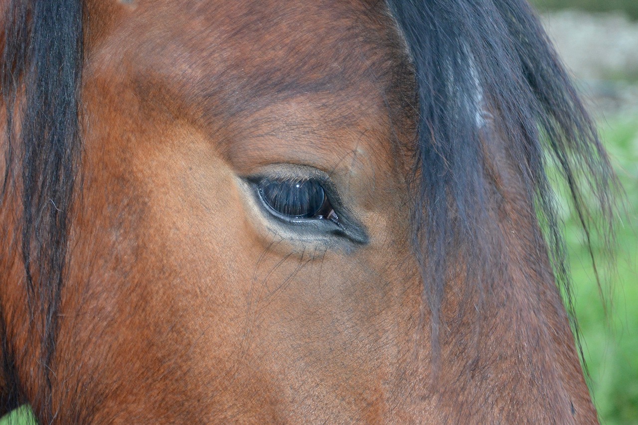 horse eye eyelashes free photo