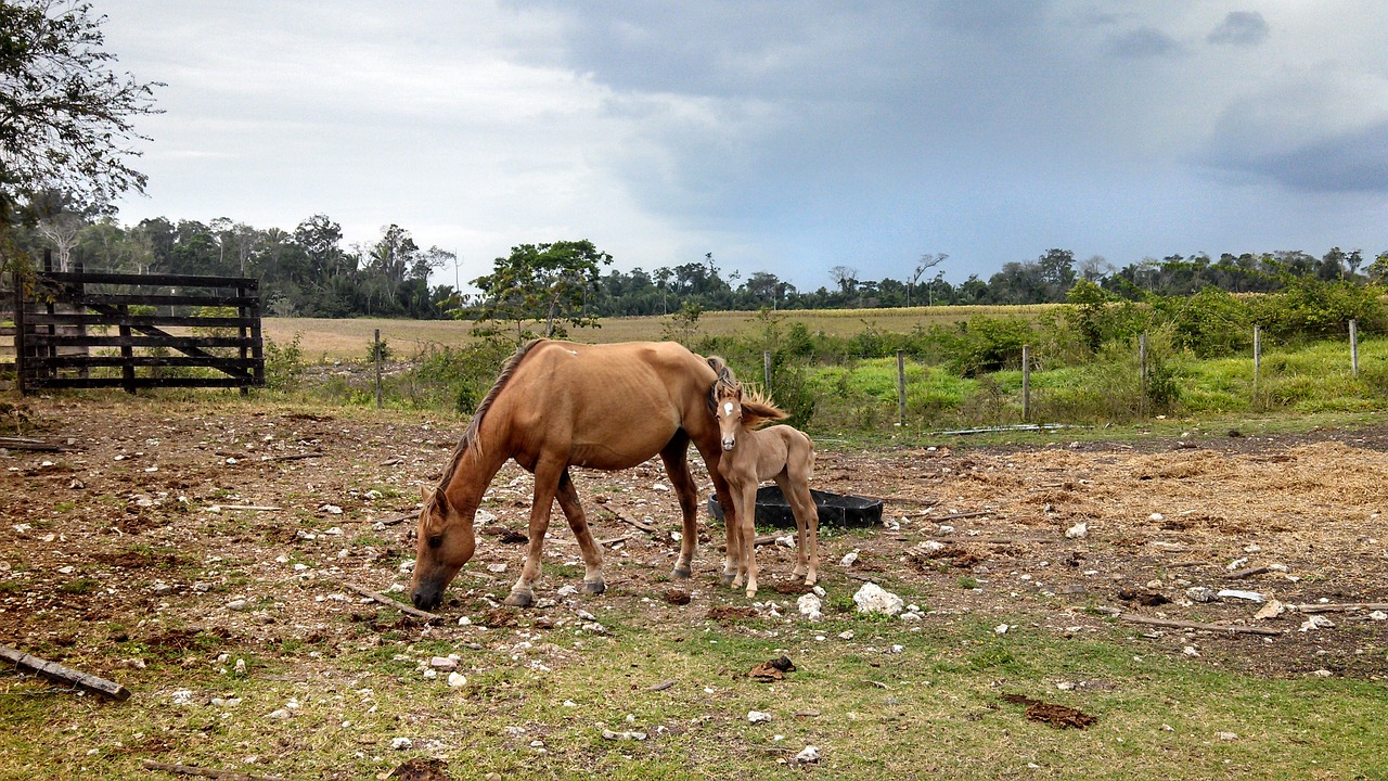 horse palomino mare free photo