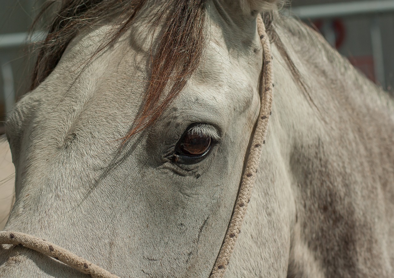 horse camargue equine free photo