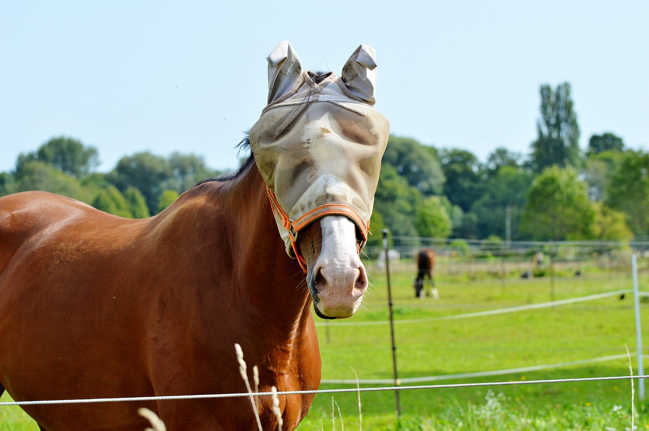 horse flying hat fly cap free photo