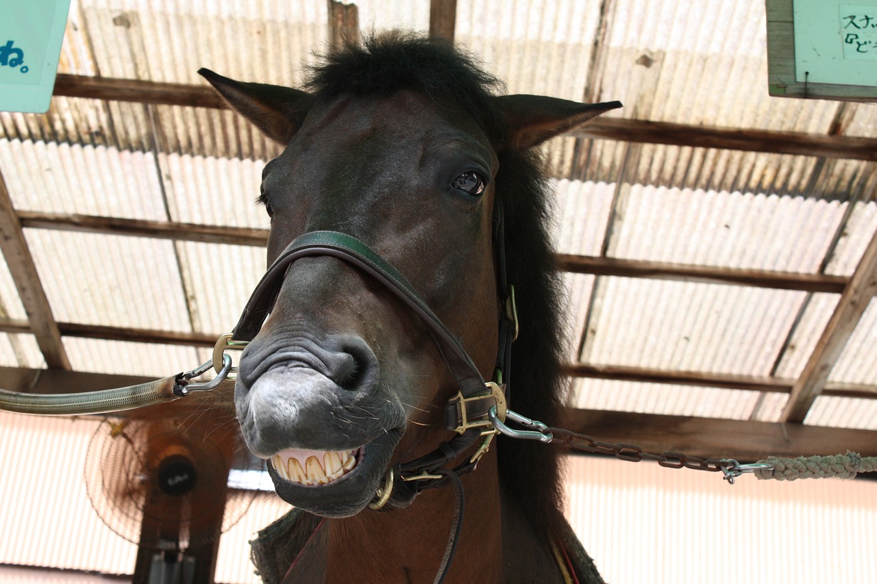 horse front facial expressions free photo