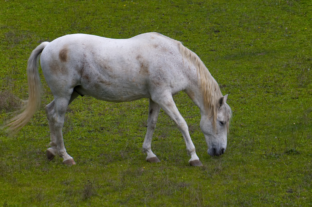 horse grass field free photo