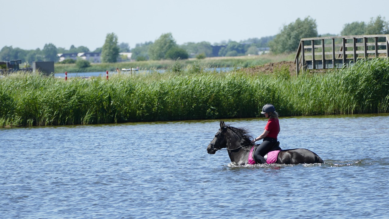 horse refreshment outdoors free photo