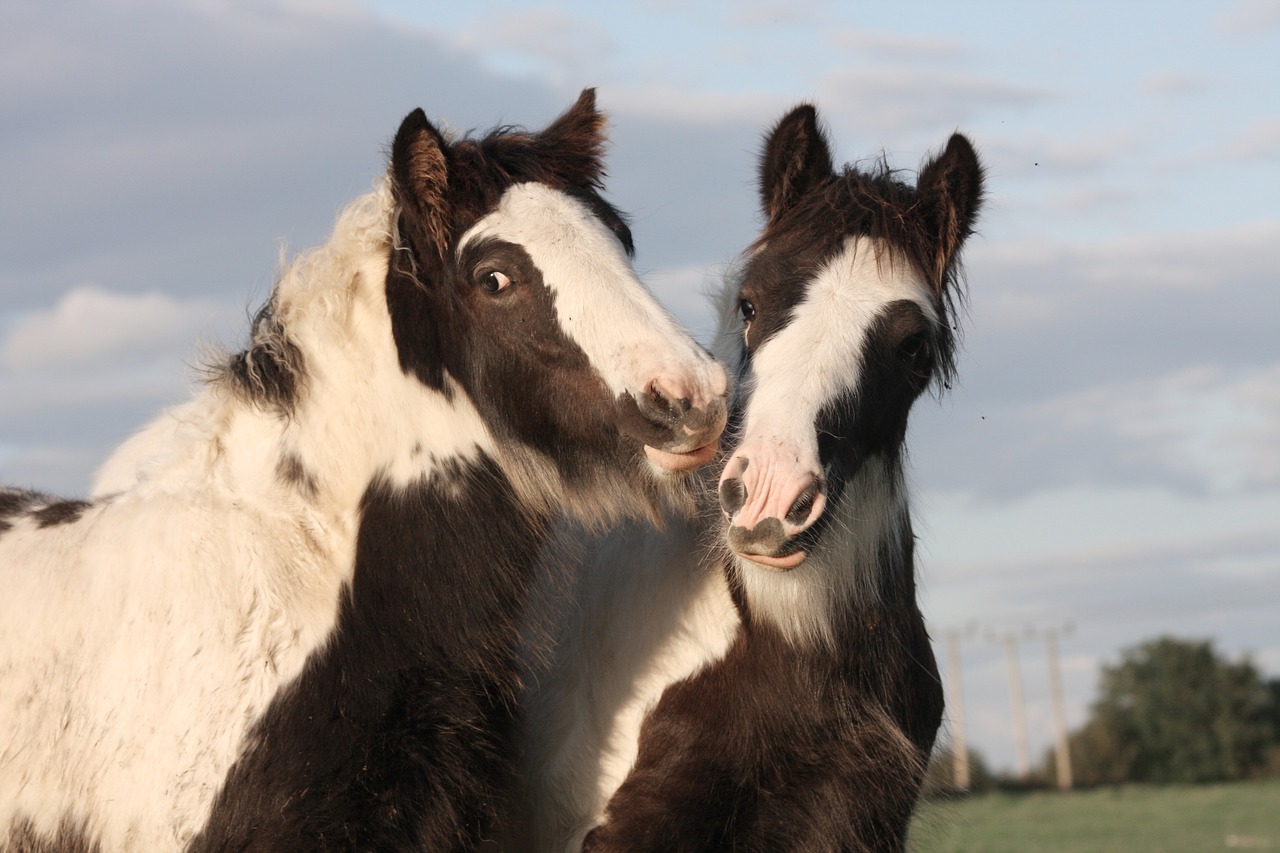 horse equine gypsy horse free photo