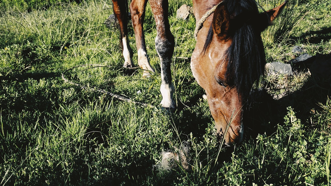 horse green animal free photo