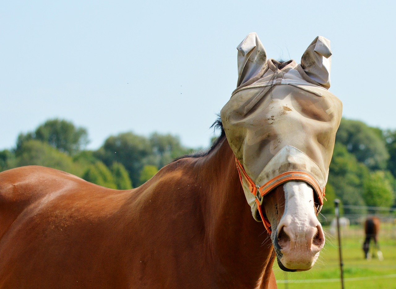 horse flying hat fly cap free photo