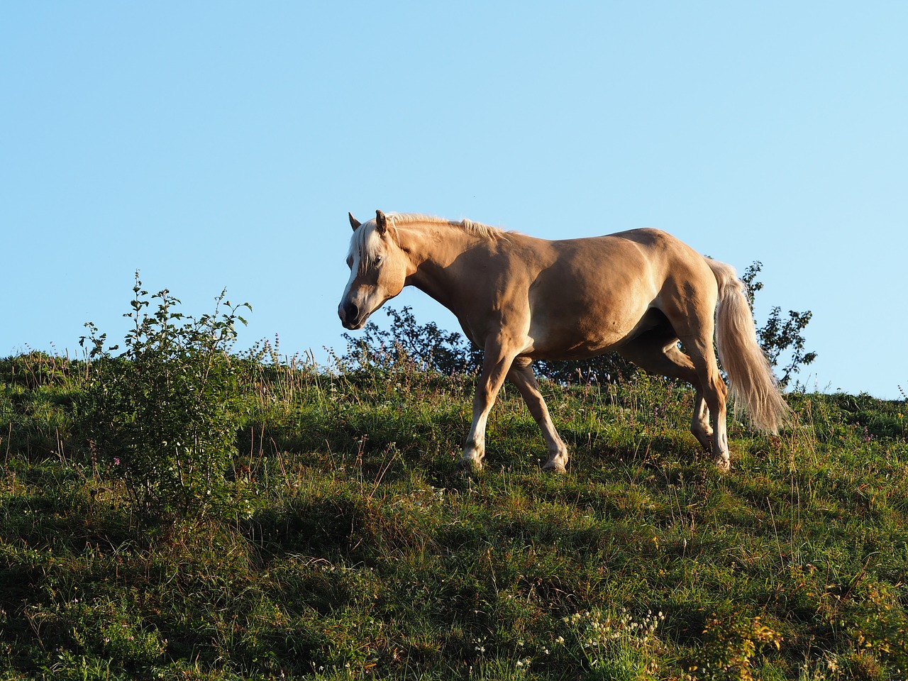 horse animal nature free photo