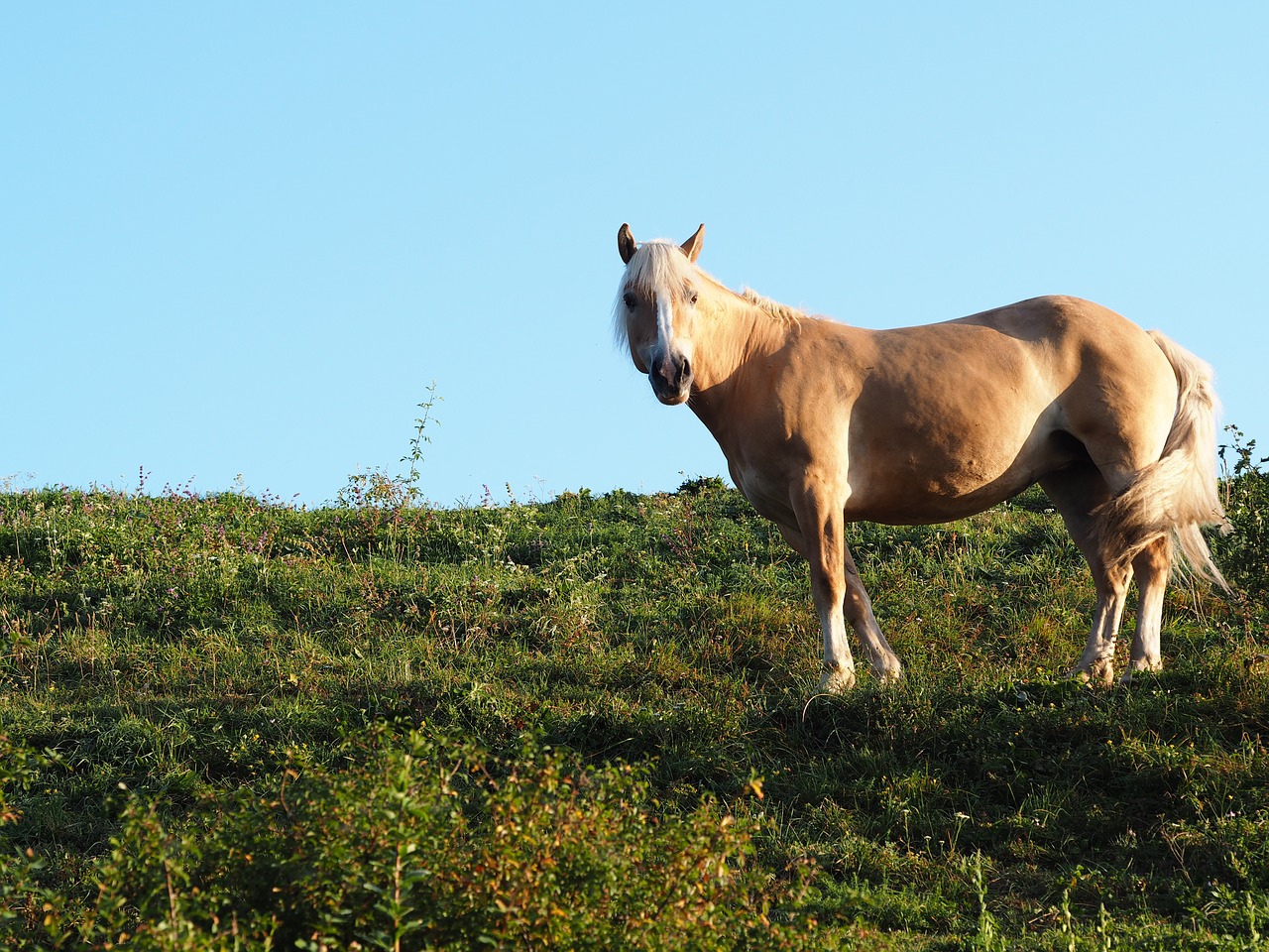 horse animal nature free photo