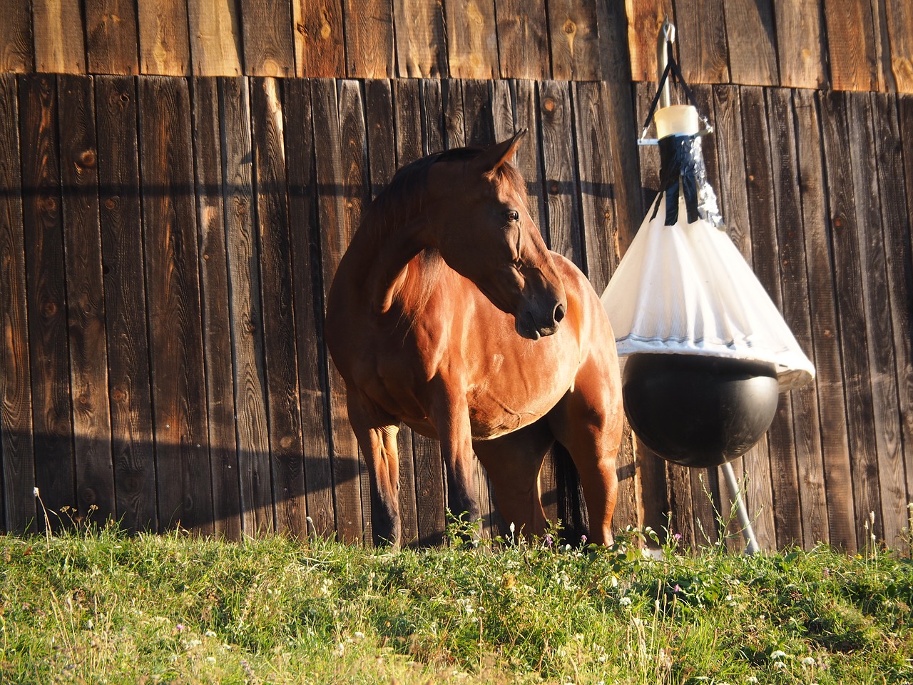 horse animal nature free photo