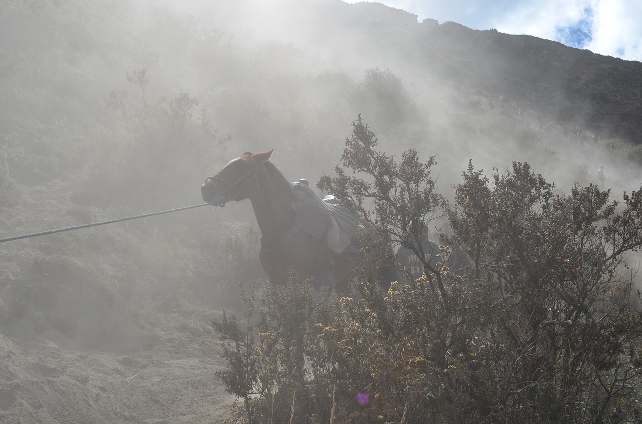 horse quilotoa afternoon free photo