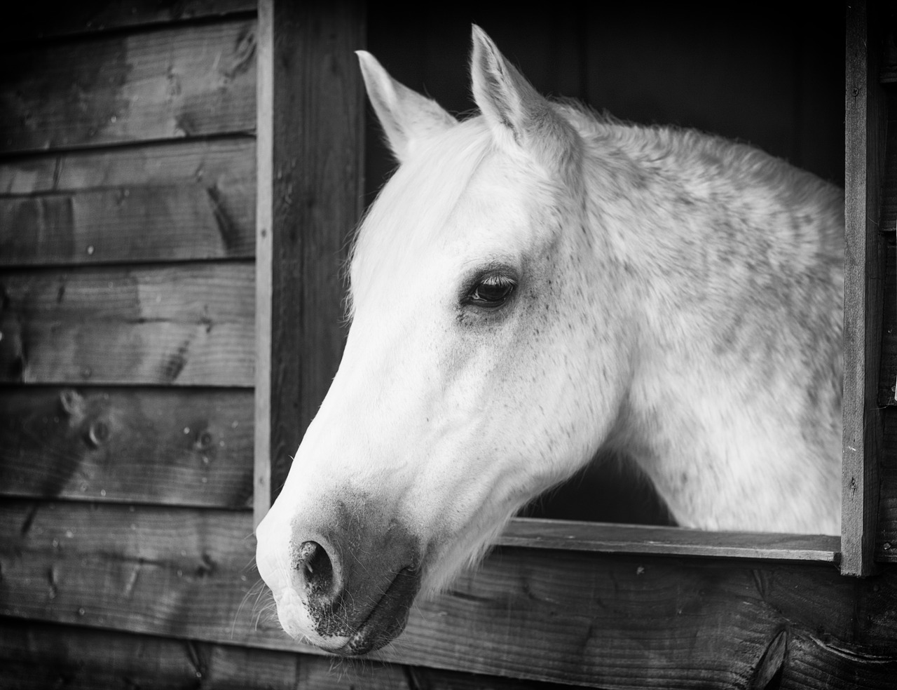 horse equestrian animal free photo