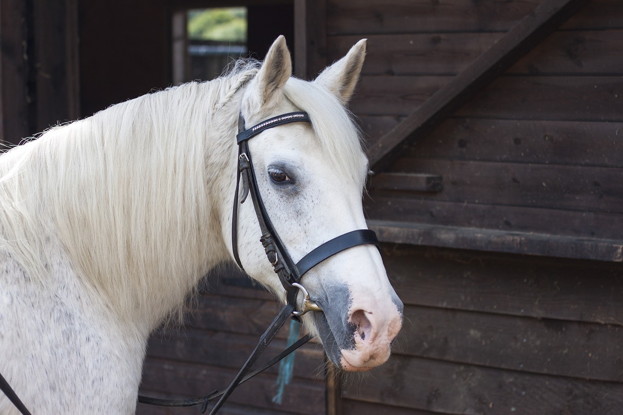 horse equine equestrian free photo