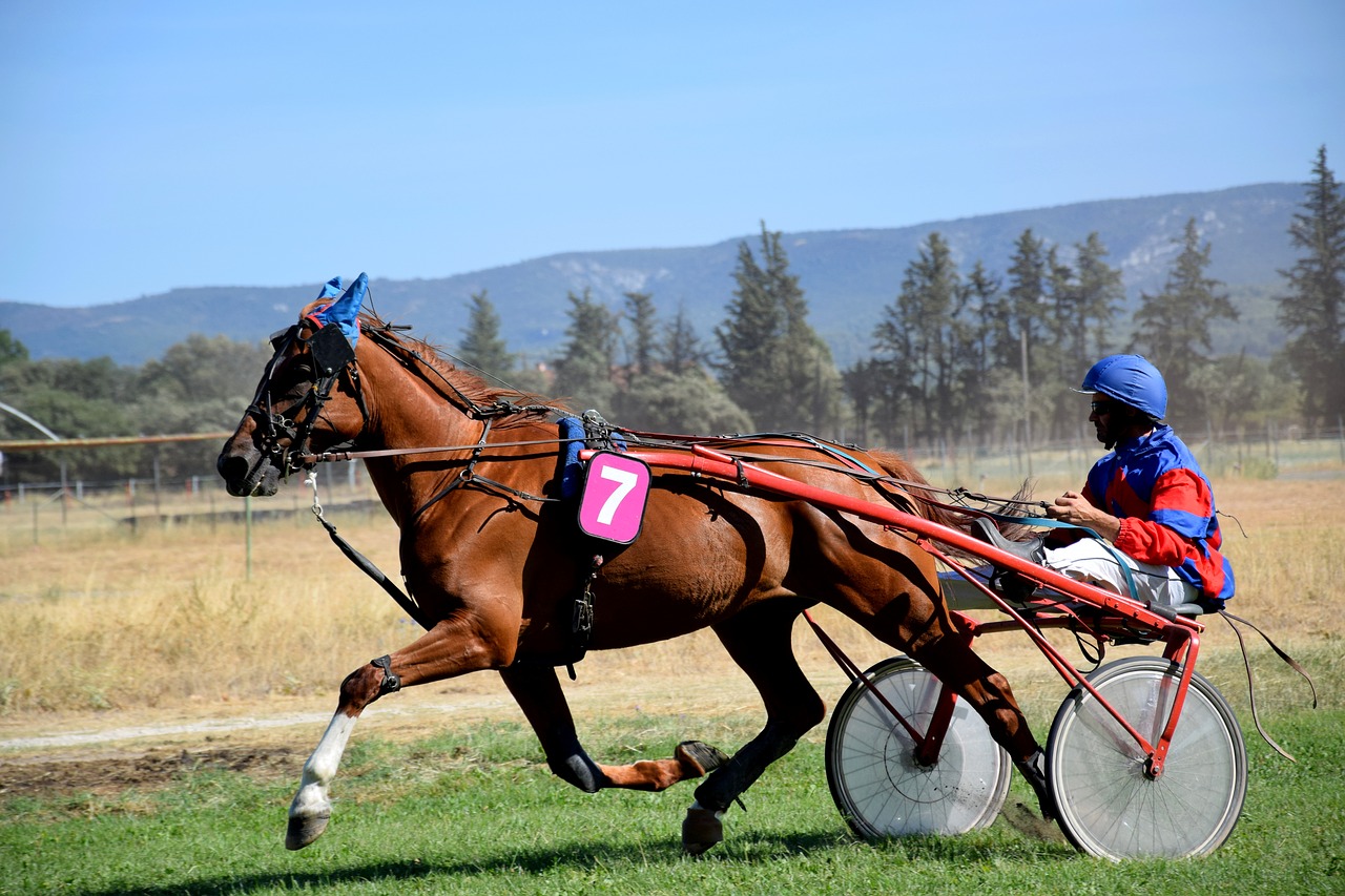 horse sport hippodrome free photo