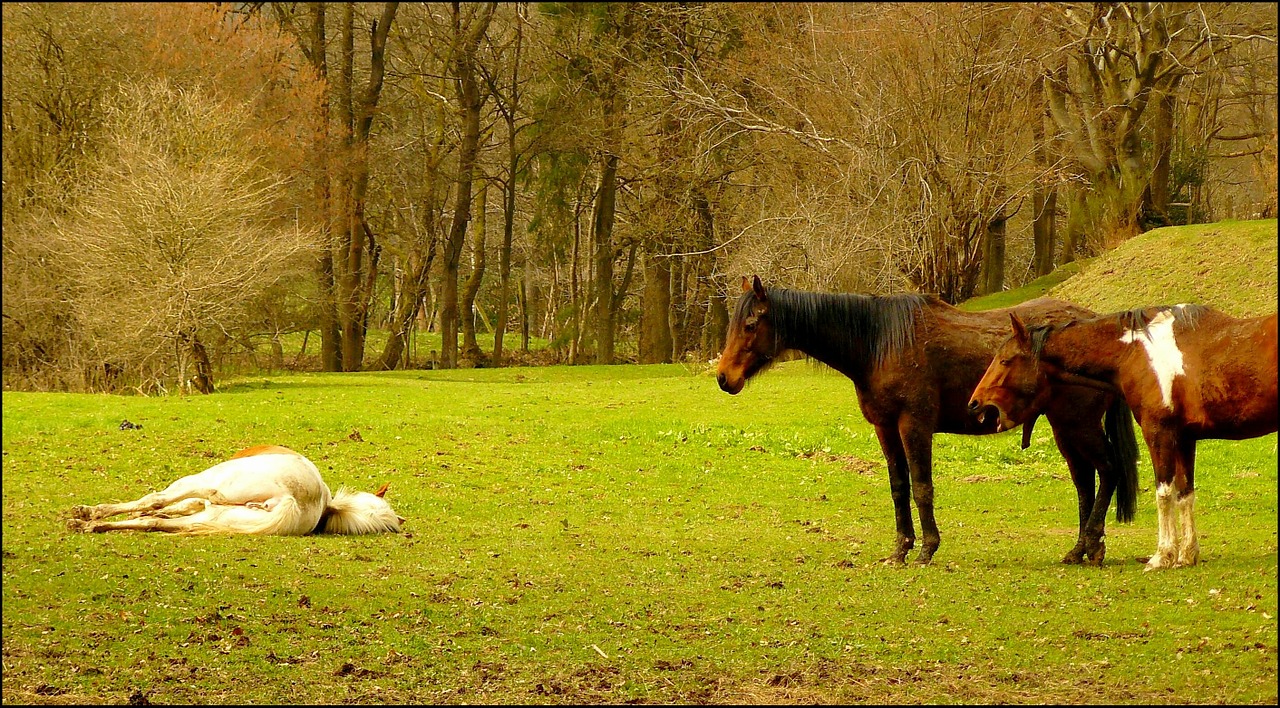horse horses animal free photo